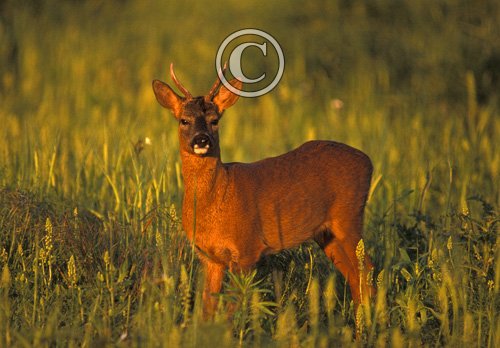 Roe Deer Buck DM0686